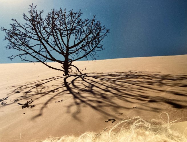 Blauer Himmel, Baum in einer Wüste